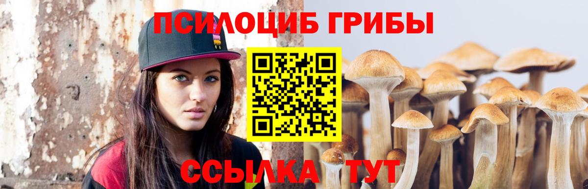 Галлюциногенные грибы Psilocybe Сафоново